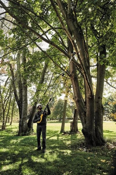 Une personne utilise une scie à perche DEWALT pour tailler des branches en hauteur dans un arbre, debout à l'extérieur sur une zone herbeuse entourée d'arbres.