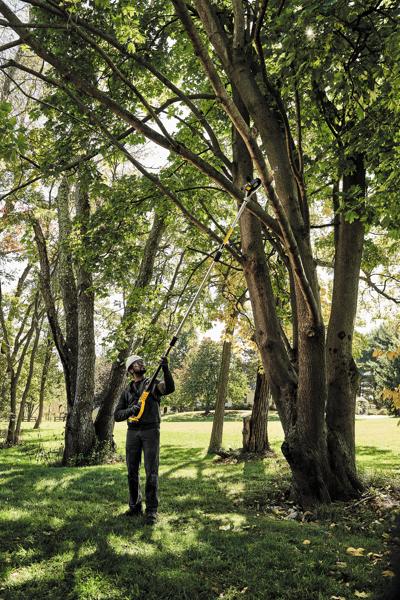 A person using a DEWALT pole saw to trim branches high up in a tree, standing outdoors in a grassy area surrounded by trees.